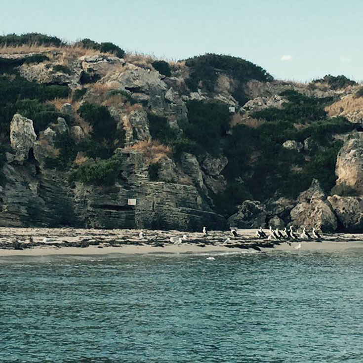 Seals off Carnac Island Seen from our Catamaran that we hired